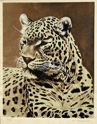 Lot 78 - Timothy J. Greenwood (b. 1947) limited edition coloured etching of a Leopard, signed, 21/50, 38cm x 30cm, in glazed frame