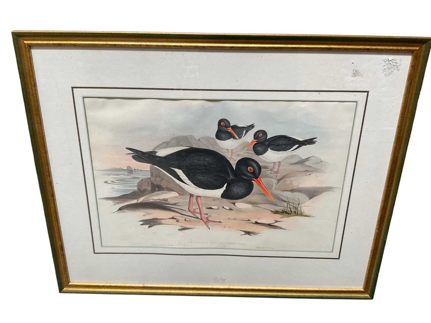 Lot 5031 - After John Gould (1804-1881) & H C Richter, coloured engravings - Hematopus Fulicinosus; Hematopus Longirdstris, 35 x 53cm, glazed frames