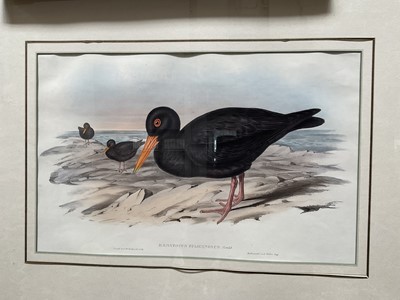 Lot 5031 - After John Gould (1804-1881) & H C Richter, coloured engravings - Hematopus Fulicinosus; Hematopus Longirdstris, 35 x 53cm, glazed frames