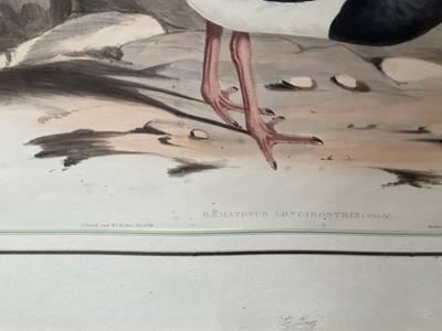 Lot 5031 - After John Gould (1804-1881) & H C Richter, coloured engravings - Hematopus Fulicinosus; Hematopus Longirdstris, 35 x 53cm, glazed frames