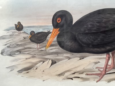 Lot 5031 - After John Gould (1804-1881) & H C Richter, coloured engravings - Hematopus Fulicinosus; Hematopus Longirdstris, 35 x 53cm, glazed frames