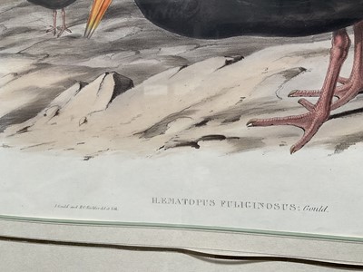 Lot 5031 - After John Gould (1804-1881) & H C Richter, coloured engravings - Hematopus Fulicinosus; Hematopus Longirdstris, 35 x 53cm, glazed frames