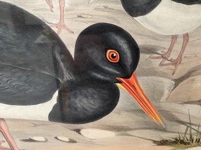 Lot 5031 - After John Gould (1804-1881) & H C Richter, coloured engravings - Hematopus Fulicinosus; Hematopus Longirdstris, 35 x 53cm, glazed frames
