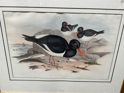 Lot 5031 - After John Gould (1804-1881) & H C Richter, coloured engravings - Hematopus Fulicinosus; Hematopus Longirdstris, 35 x 53cm, glazed frames