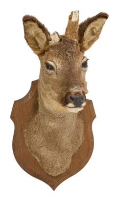 Lot 951 - A Roe Deer head and neck mount, on oak shield, with French taxidermist label verso, 51cm high overall