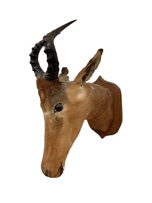 Lot 956 - Early 20th century Hartebeest, mounted on an oak shield, 70cm high overall