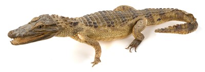 Lot 942 - A Caiman, full mount, 60cm long