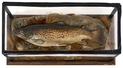 Lot 931 - Late Victorian / early Edwardian, Brown Trout, mounted on a naturalistic rock setting, in glazed case, 59cm x 28cm