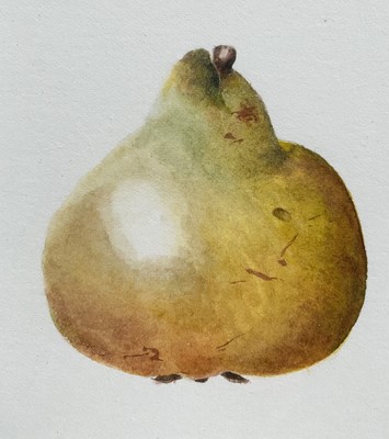 Lot 21 - Nita Miller, watercolour, Study of a Pear, signed and dated '95, 12cm x 21cm, glazed frame