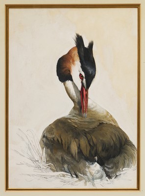 Lot 1076 - *Raymond Harris Ching (b. 1939) watercolour - Great Crested Grebe, 36cm x 26cm, in glazed gilt frame