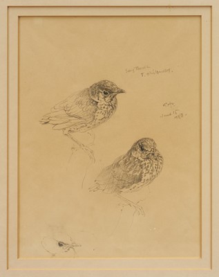 Lot 1077 - *Raymond Harris Ching (1939-) pencil drawing – sketches of Song Thrush Fledgling, 31.5 x 24cm