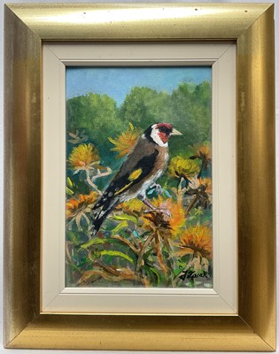 Lot 269 - Oil on card portrait of a goldfinch, indistinctly signed, 28cm x 18cm, in gilt frame
