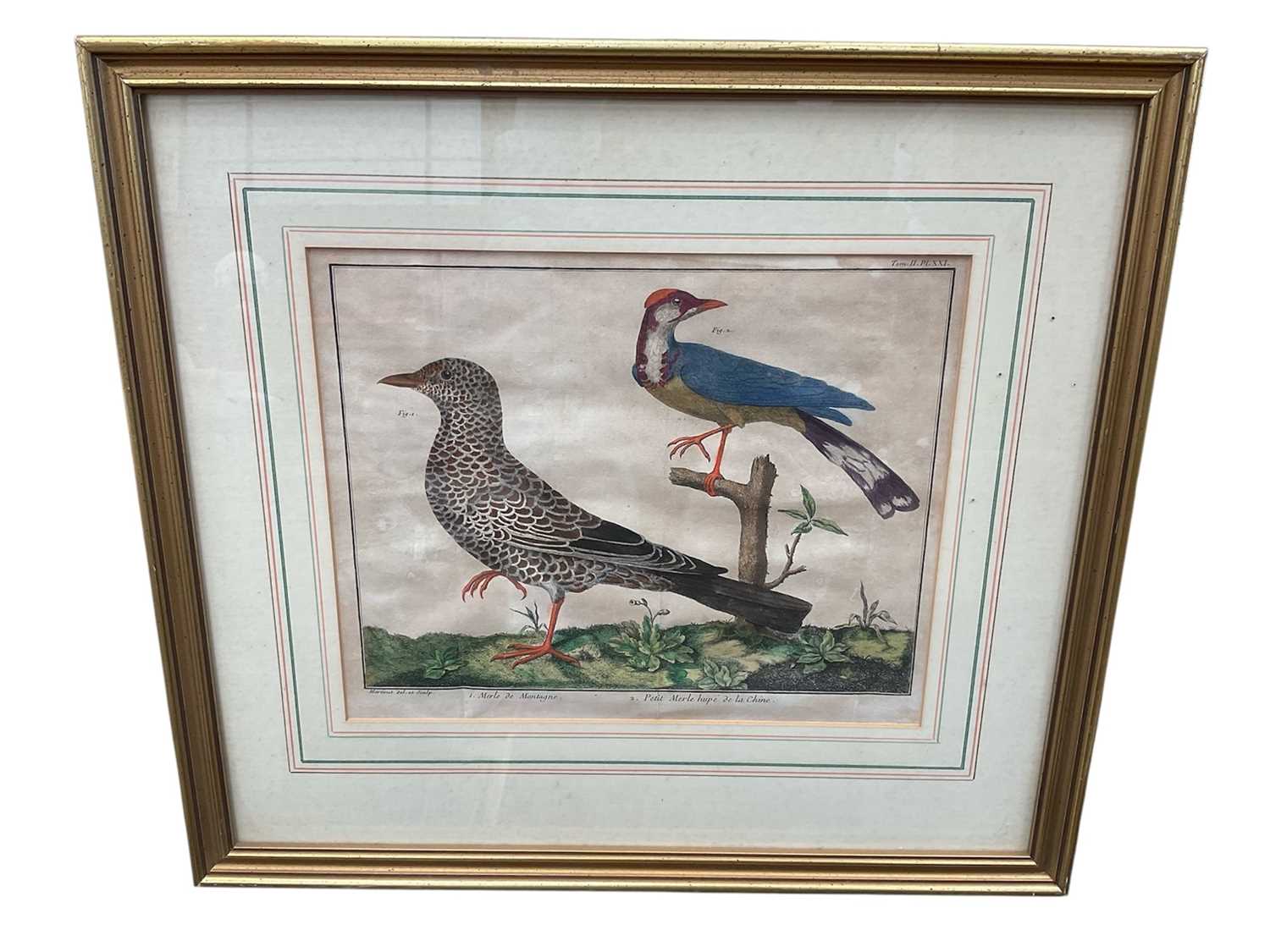 Lot 5125 - Group of 18th / 19th century bird engravings