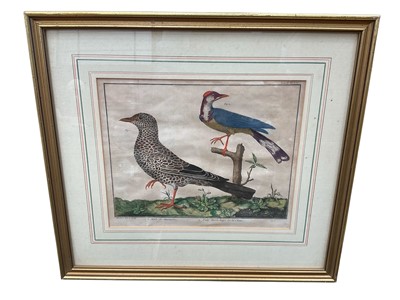 Lot 5125 - Group of 18th / 19th century bird engravings