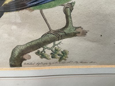 Lot 5125 - Group of 18th / 19th century bird engravings