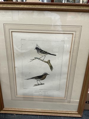 Lot 5125 - Group of 18th / 19th century bird engravings