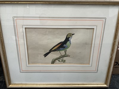 Lot 5125 - Group of 18th / 19th century bird engravings