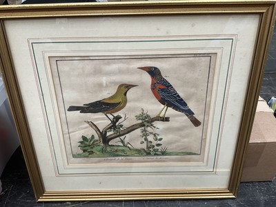 Lot 5125 - Group of 18th / 19th century bird engravings
