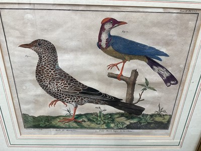 Lot 5125 - Group of 18th / 19th century bird engravings