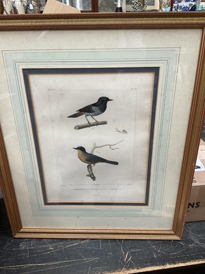 Lot 5125 - Group of 18th / 19th century bird engravings