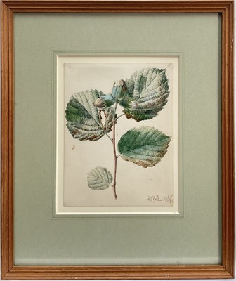 Lot 137 - Frederick Edward Hulme (1841-1909), watercolour on paper, original Victorian botanical study of a hazelnut branch, with immature nuts and foliage, 19cm x 15cm, signed and dated, in glazed frame.