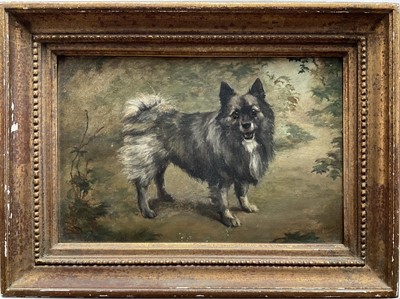 Lot 22 - M. Nicou, Late 19th century French portrait of a Keeshond dog, oil on board, signed, 21cm x32cm, framed