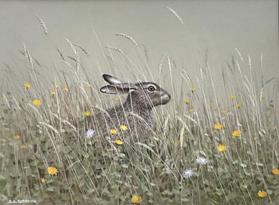 Lot 26 - D . A. Turnbull, contemporary gouache, Hare in a Hay Meadow, signed, 32cm x 42cm, in glazed frame.