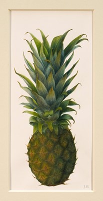 Lot 1137 - Jennifer Howard, watercolour, A Pineapple, signed with initials, dated Jan '25 verso, 30cm x 14cm, with mount, unframed
