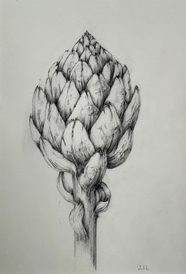 Lot 1138 - Jennifer Howard, four pencil studies, Artichokes, Cabbage, and Parsnip, signed with initials, 24cm x 30cm amd the smallest 26cm x 18cm, with mounts, unframed (4)