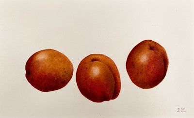 Lot 1139 - Jennifer Howard, four botanical watercolours, signed with initials, some titled, the largest 26cm x 18cm, together with a pair of botanical prints each 14cm x 11cm, in mounts, unframed (5)