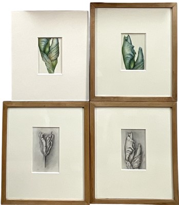 Lot 1141 - Jennifer Howard, five works on paper, watercolour and pencil, botanical studies and a Woodcock, signed with initials, four in glazed frames (5)