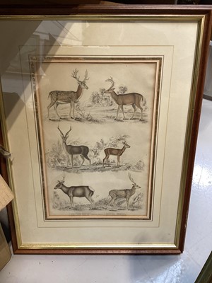Lot 5078 - Collection of pictures and prints