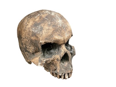 Lot 3026 - Patinated plaster model of a human skull, full size and without bottom jaw.