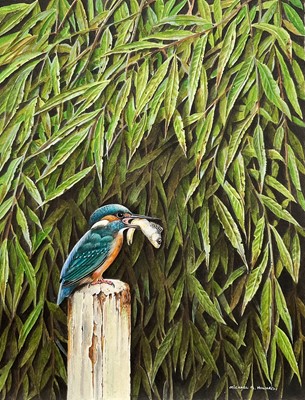 Lot 277 - Michael G Howard, gouache, Kingfisher with catch, signed, 44cm x 34cm, unframed
