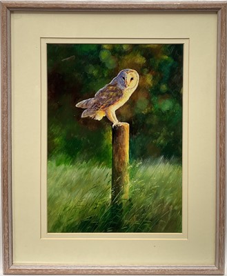 Lot 210 - M.Ripley, acrylic, Barn Owl hunting, 33cm x 24cm, mounted in glazed frame