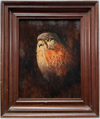 Lot 214 - English School, oil on board, Portrait of a Kestrel, 24cm x 18cm, framed