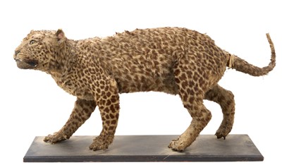 Lot 952 - Late Victorian Leopard Cub, full mount, on ebonised base, 94cm nose to tail, 46cm high overall