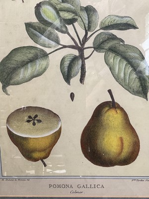 Lot 5402 - Collection of botanical prints in glazed frames