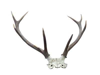 Lot 5410 - Pair of stag antlers measuring 77cm wide