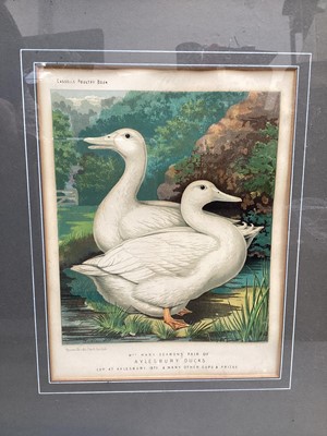 Lot 5212 - Eight 19th century coloured engravings in glazed frames, illustrations from Cassell's Poultry to include Cockerels, Hens and Ducks