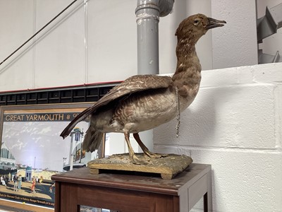 Lot 5291 - Taxidermy goose on wooden base, 46cm tall