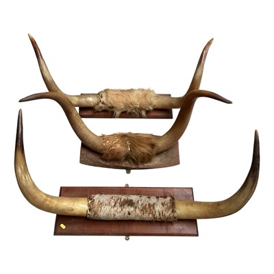 Lot 5165 - Three highland cattle mounted horns