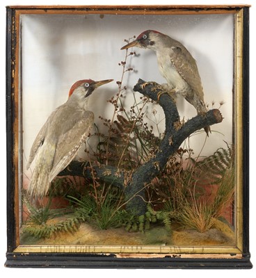 Lot 916 - Late Victorian pair of Woodpeckers, in naturalistic setting and glazed case, with label verso for Robert Clarke of Snettisham