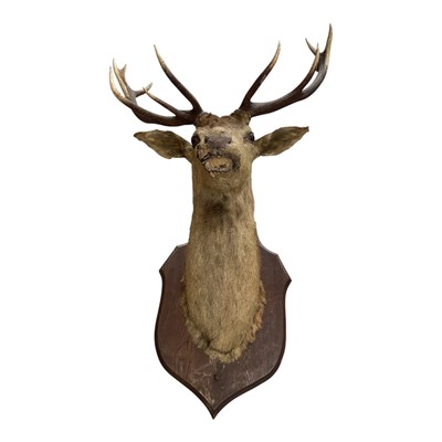 Lot 5280 - Very large stag head taxidermy