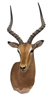 Lot 930 - An Impala, head and neck mount, modern, for wall mounting, approximately 100cm high