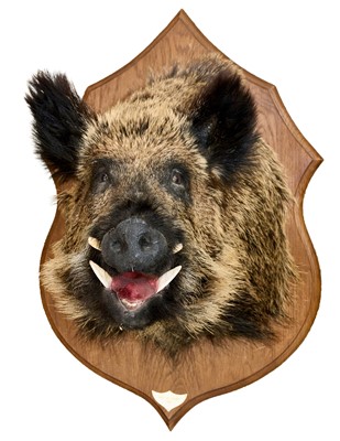 Lot 941 - A Wild Boar, head and neck mount on oak shield with plaque 'Parc de Launay 2005', 78cm high overall
