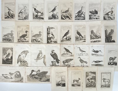Lot 91 - Thirty original plates from De Buffon's Natural History 1812, approx 16cm x 11cm, unframed