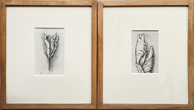 Lot 114 - Jennifer Howard, graphite on paper, pair botanical studies, 16cm x 10cm and 17cm x 10cm, signed with initials, mounted in glazed frames (2)