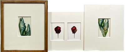 Lot 115 - Jennifer Howard, three works, two signed watercolours and a print of tulips, botanical studies, one framed and glazed, two unframed (3)