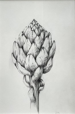 Lot 116 - Jennifer Howard, pencil study of an Artichoke, signed with initials, 26cm x 17cm, with mount, unframed